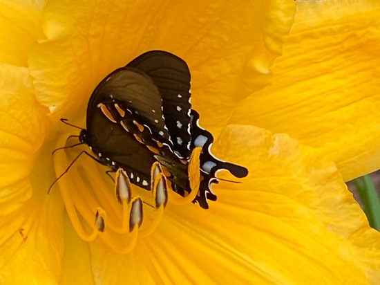 2nd Place (tie) - Grapevine Swallowtail on Daylily - photo by Elisabeth Murphy